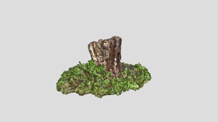 Tree Trunk 3D Model