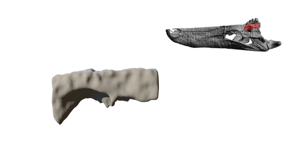 Alligator Parietal