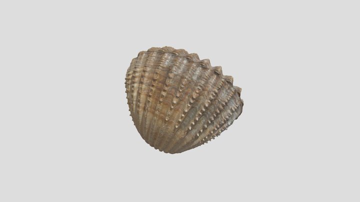 Shell 3D Model