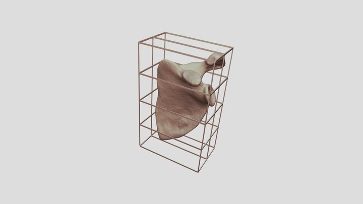 - Scapular (L)_2 3D Model
