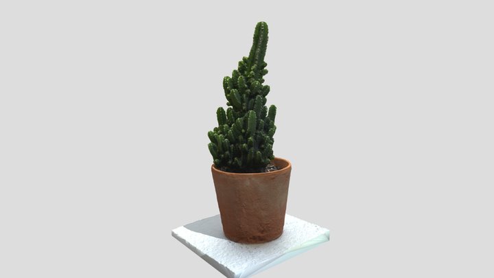 Cereus 3D Model