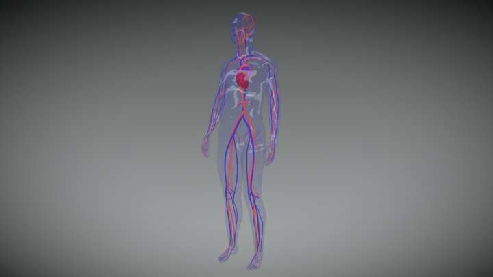 HUMAN CIRCULATORY SYSTEM 3D Model