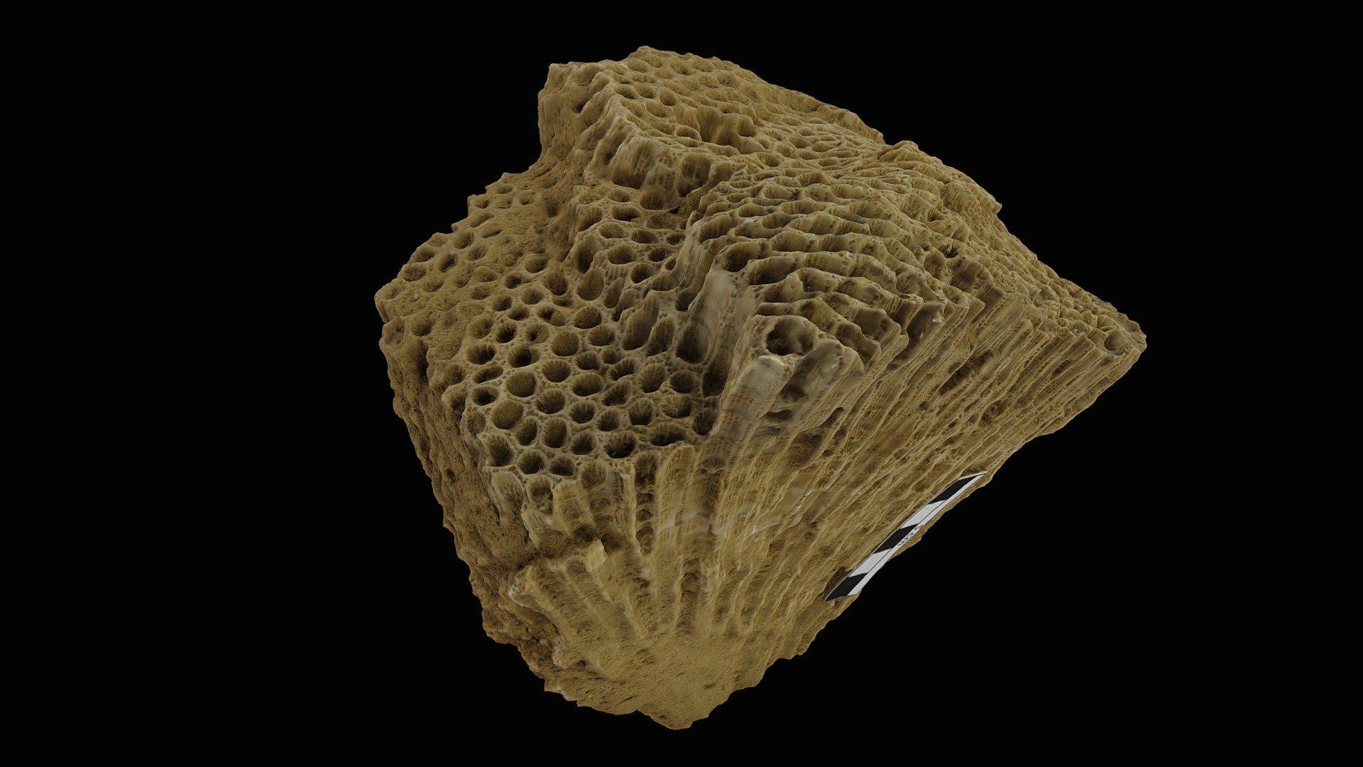Fossil coral 2
