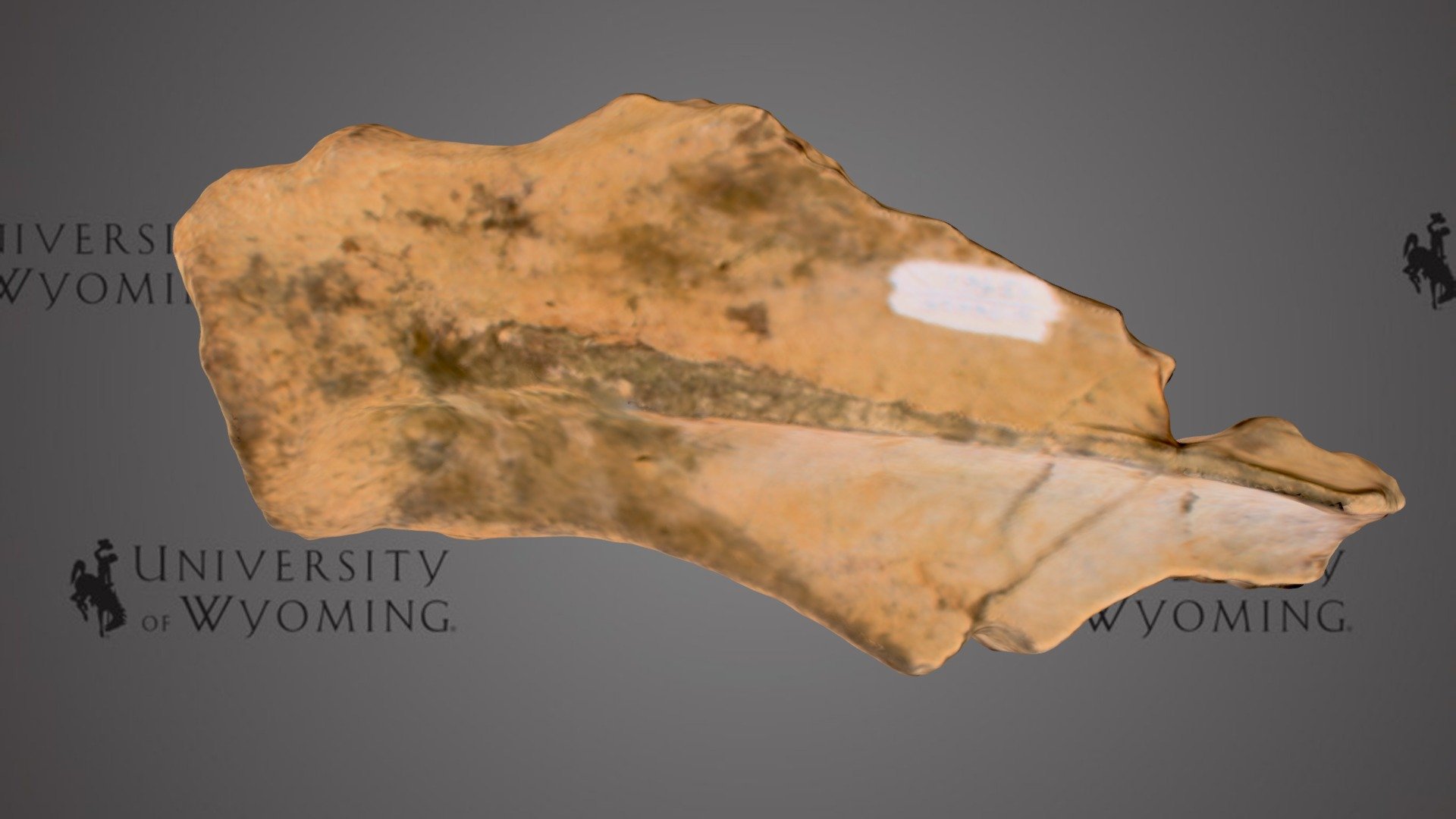 UW13961 - Rhinocerotidae, Scapula