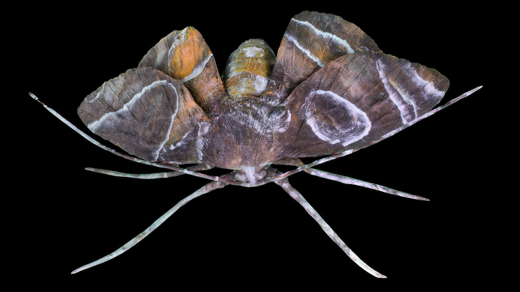 Moth number 1
