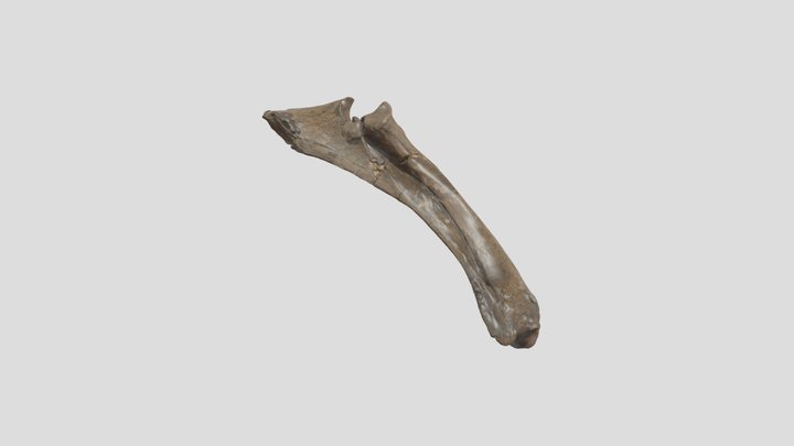 OCPC 21920 Bison antiquus R. Radius/Ulna 3D Model