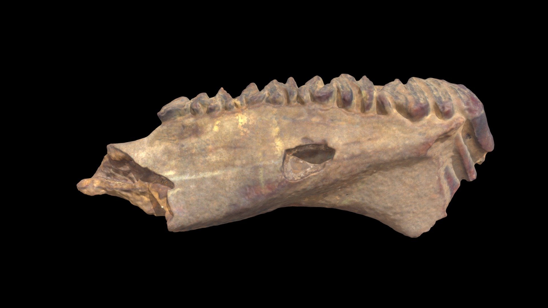 Cardiotherium doeringi (40-XI-15-1)