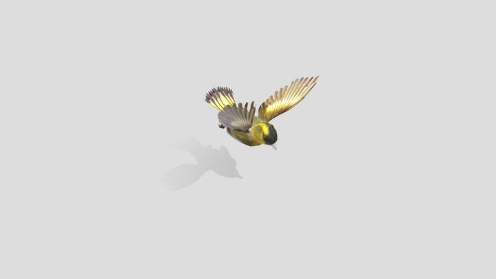 bird_fly 3D Model