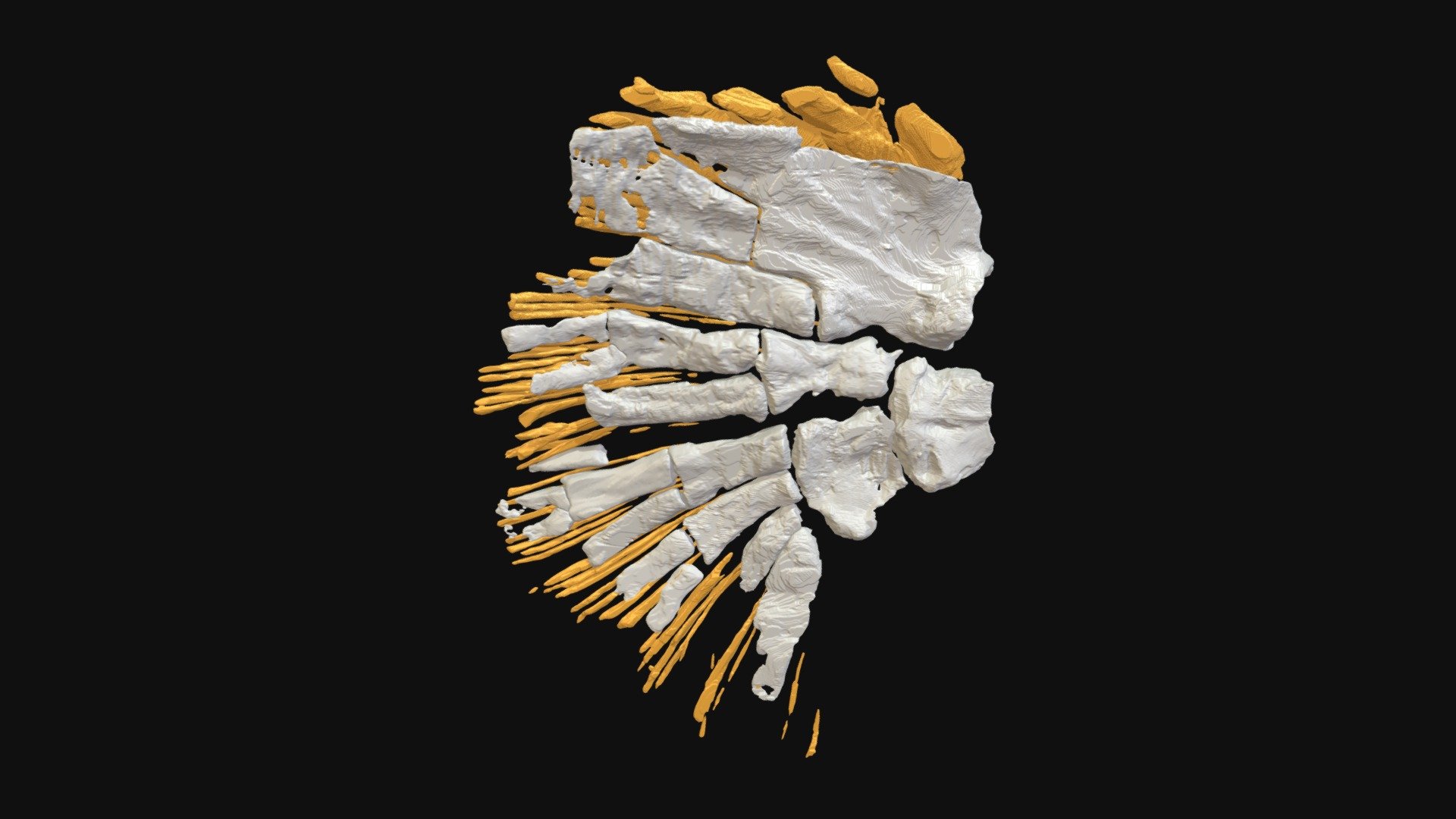 Sauripterus right fin