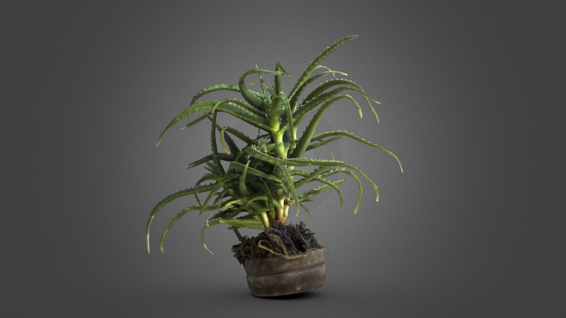 plant - Download Free 3D model by Makovetkyi Volodymyr (@pbr-scans ...