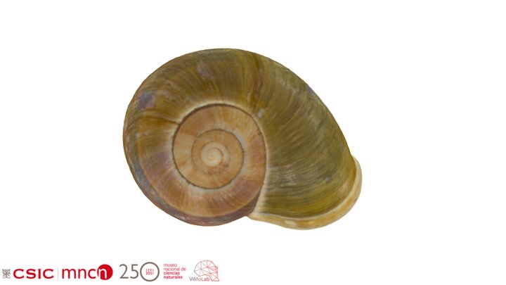 Pedinogyra hayii - MNCN-15.05/74748 3D Model