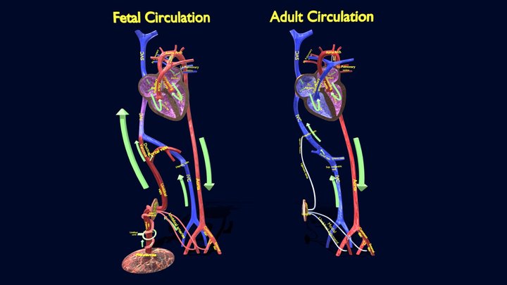 Fetal and adult blood circulation 3D Model
