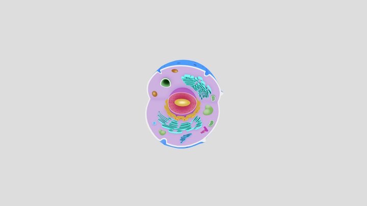 La Celula Animal 3D Model