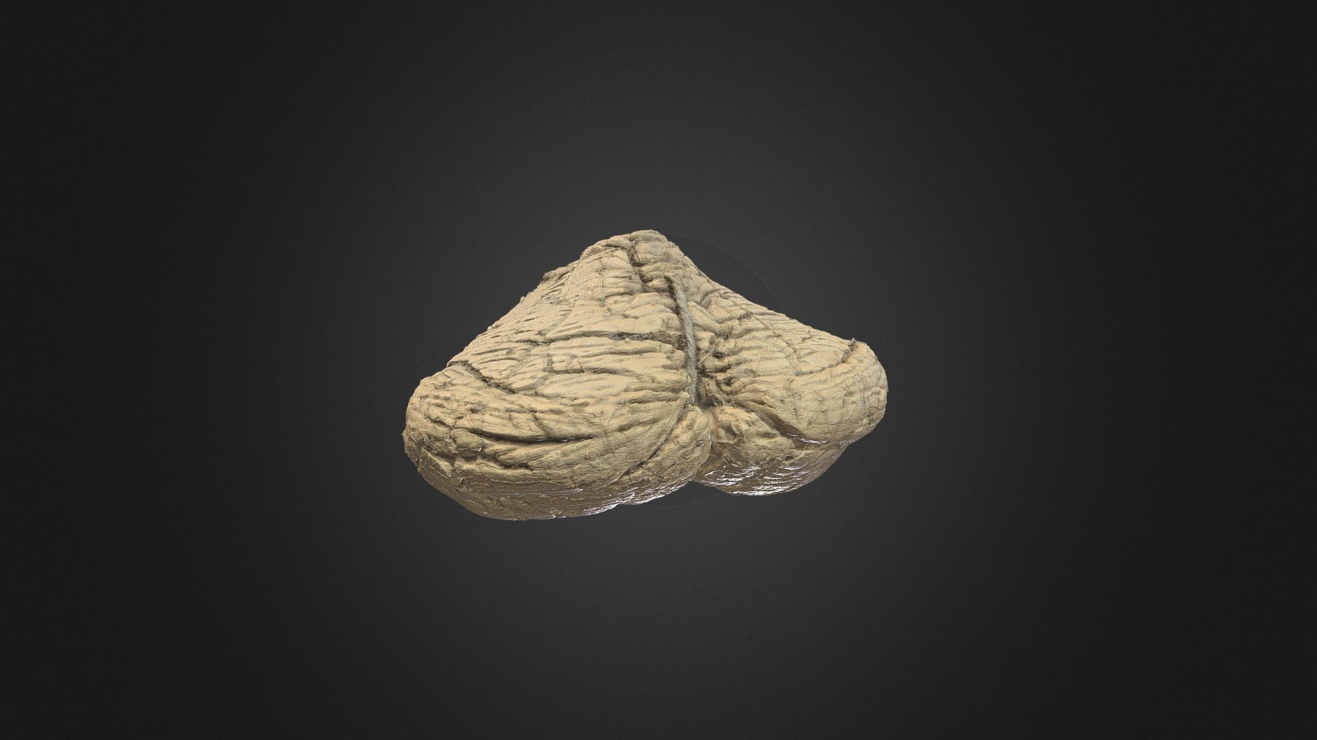Cerebellum - 3D model by UBC Medicine - Educational Media [b81d388 ...