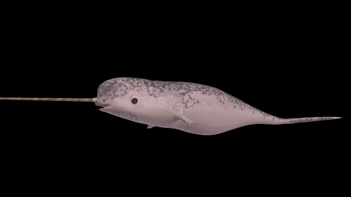 Stylized Narwhal 3D Model
