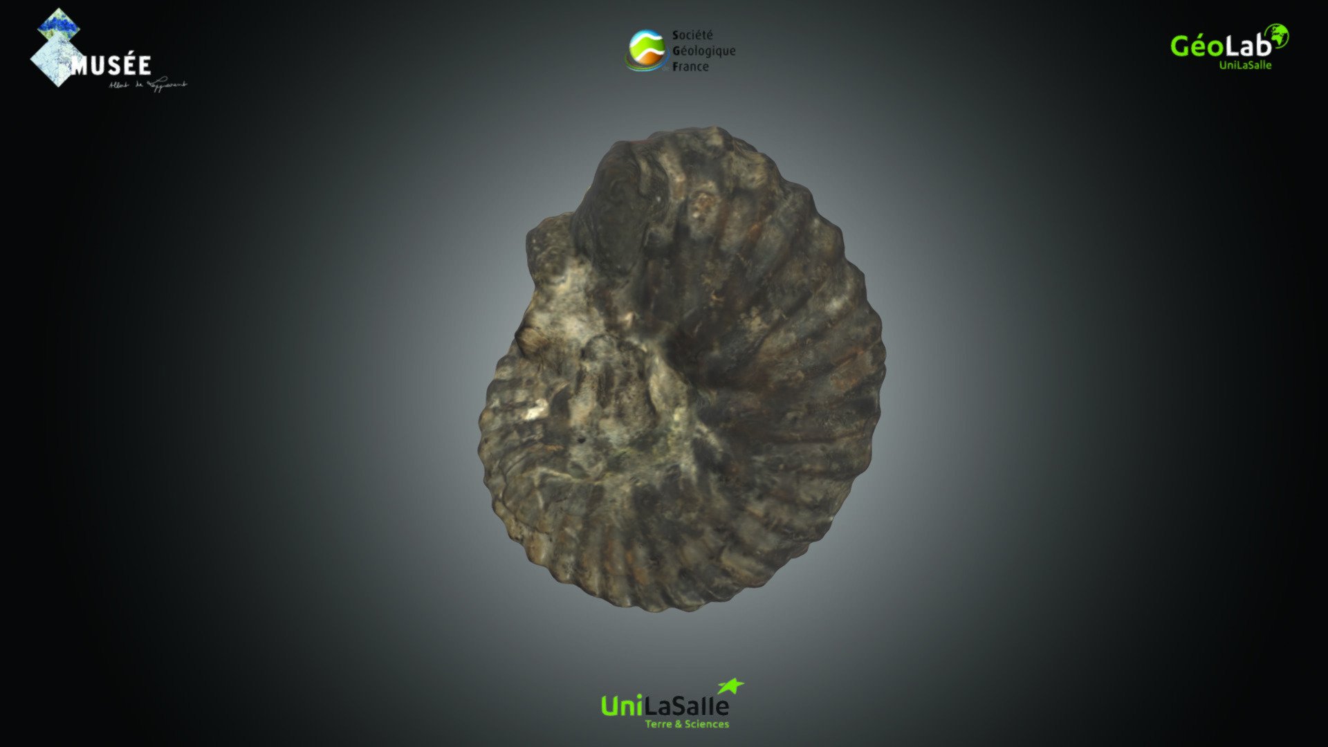 Ammonite - Hoplites dentatus