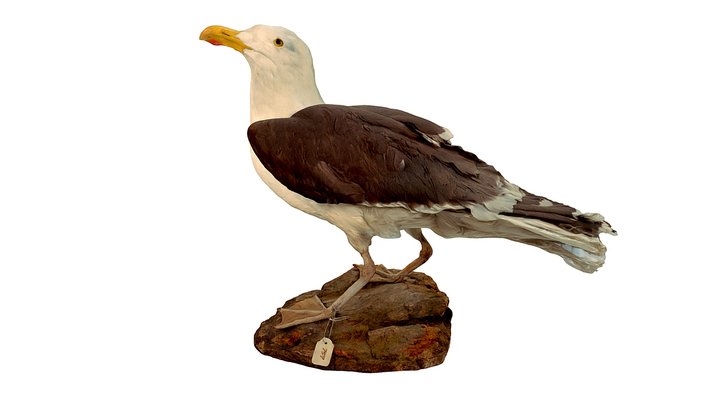 Greater Black-Backed Gull – Modello 3D gratuito STL