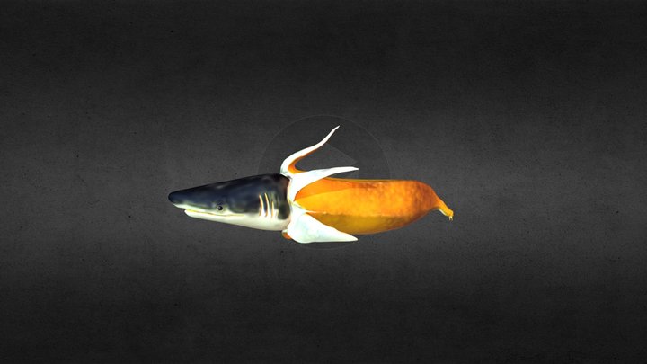 Shark 3D Model