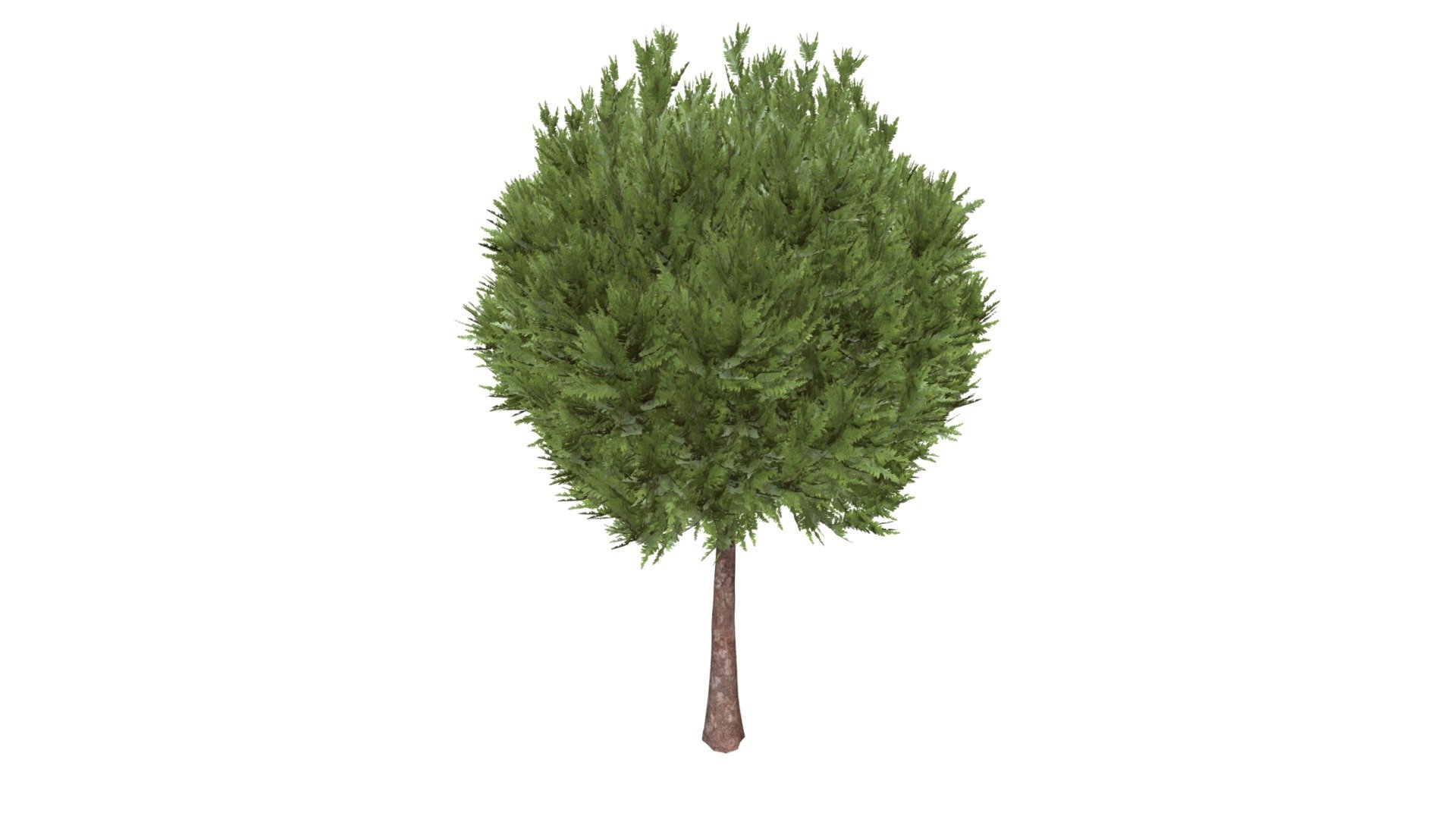 Hetz Midget Arborvitae Round Tree Topiary - Buy Royalty Free 3D model ...