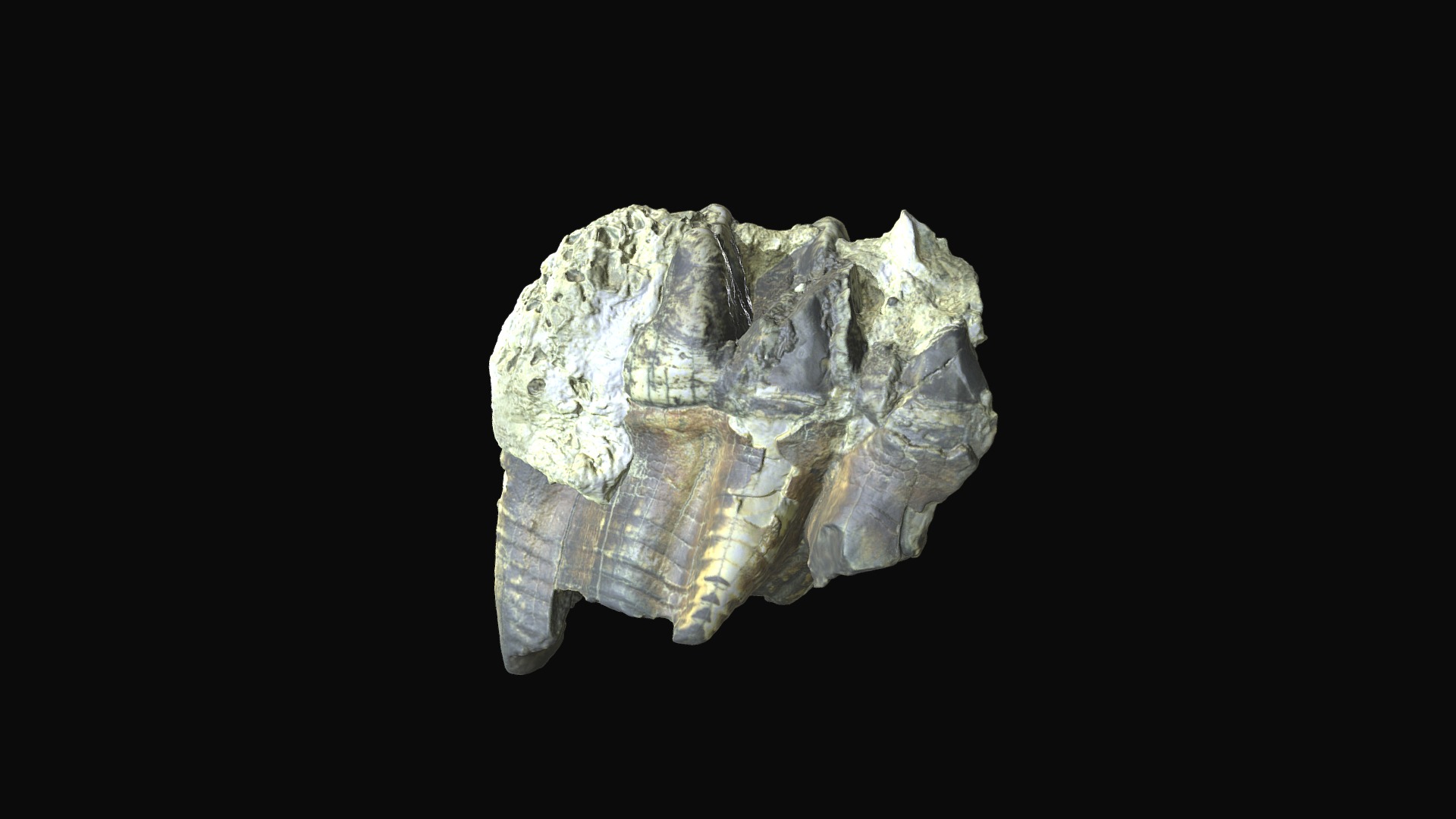 American Mastodon molar. Saltville, Virginia Download Free 3D model