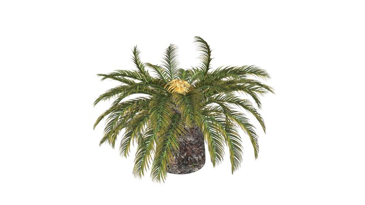 Sago Palm Tree #01 3D Model