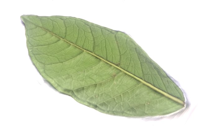Green Leaf High-Poly 3D Scan 3D Model