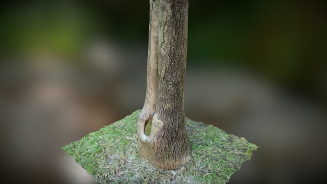 Tree 3D Model