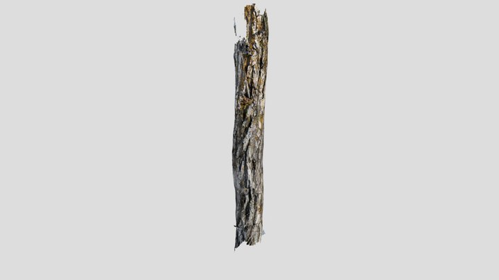 Tree bark 3D Model