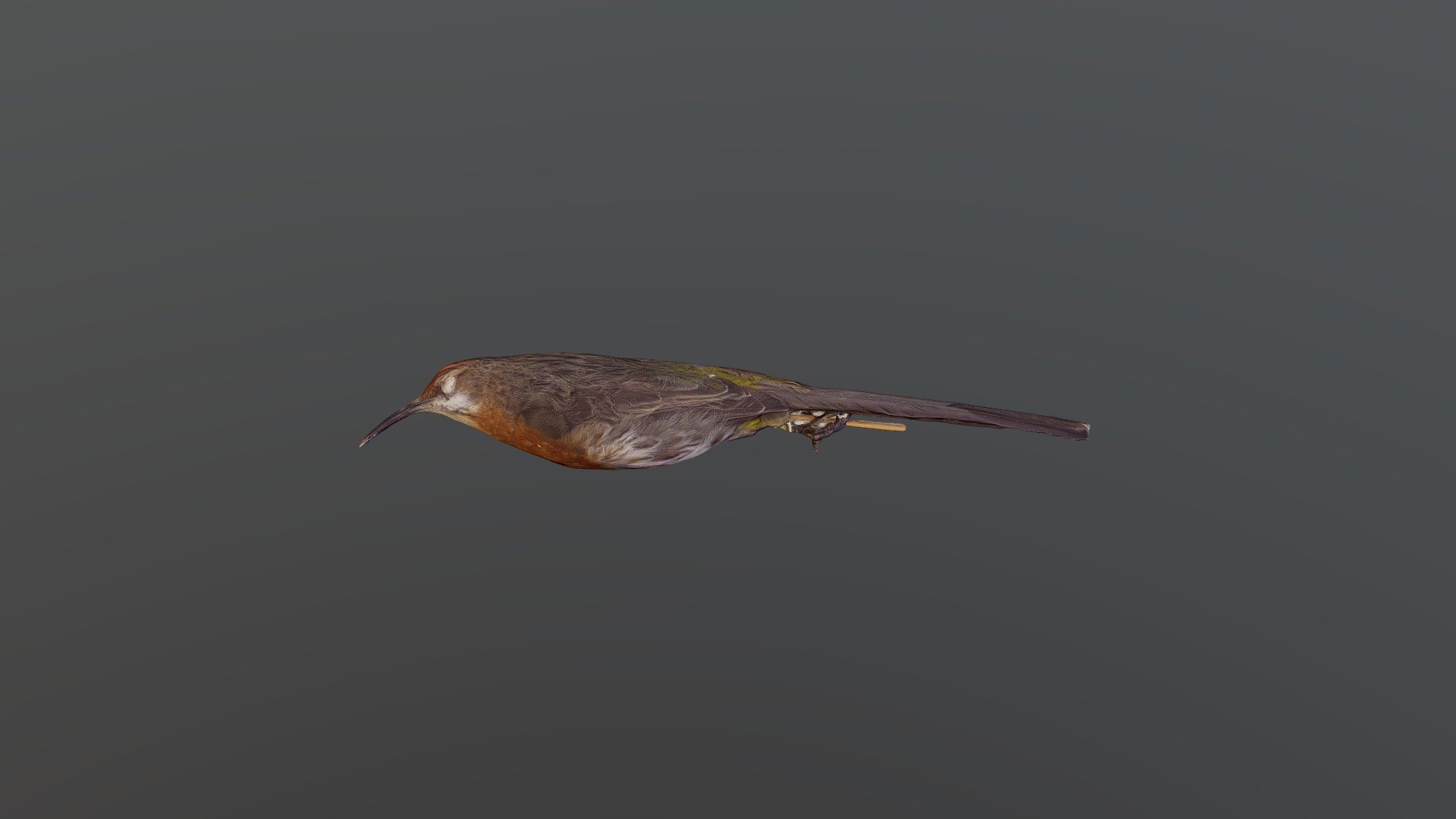 Gurney's Sugarbird - Promerops Gurneyi
