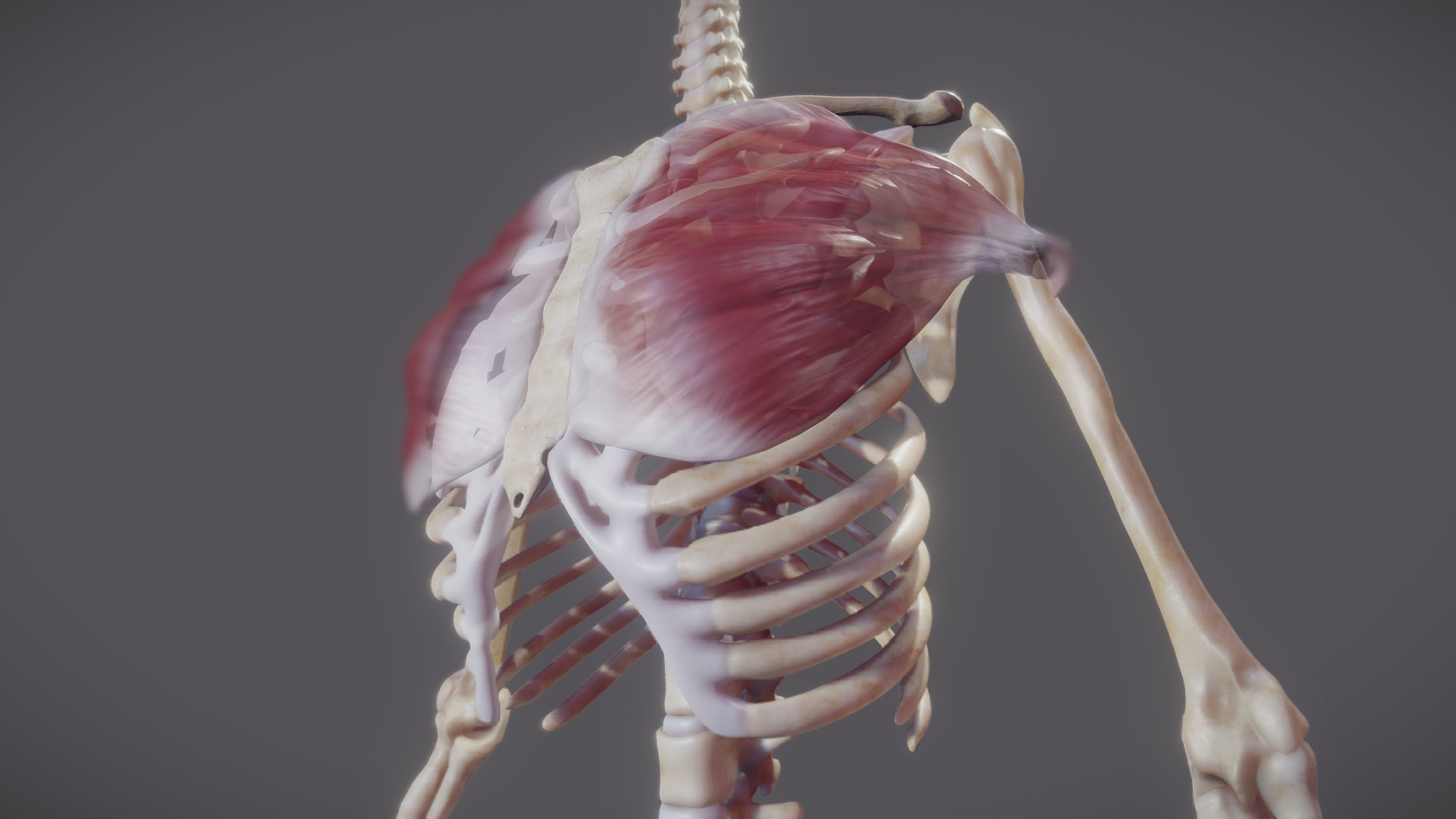 3D model Pectoralis Major And Minor - This is a 3D model of the Pectoralis Major And Minor. The 3D model is about a close-up of a crab.
