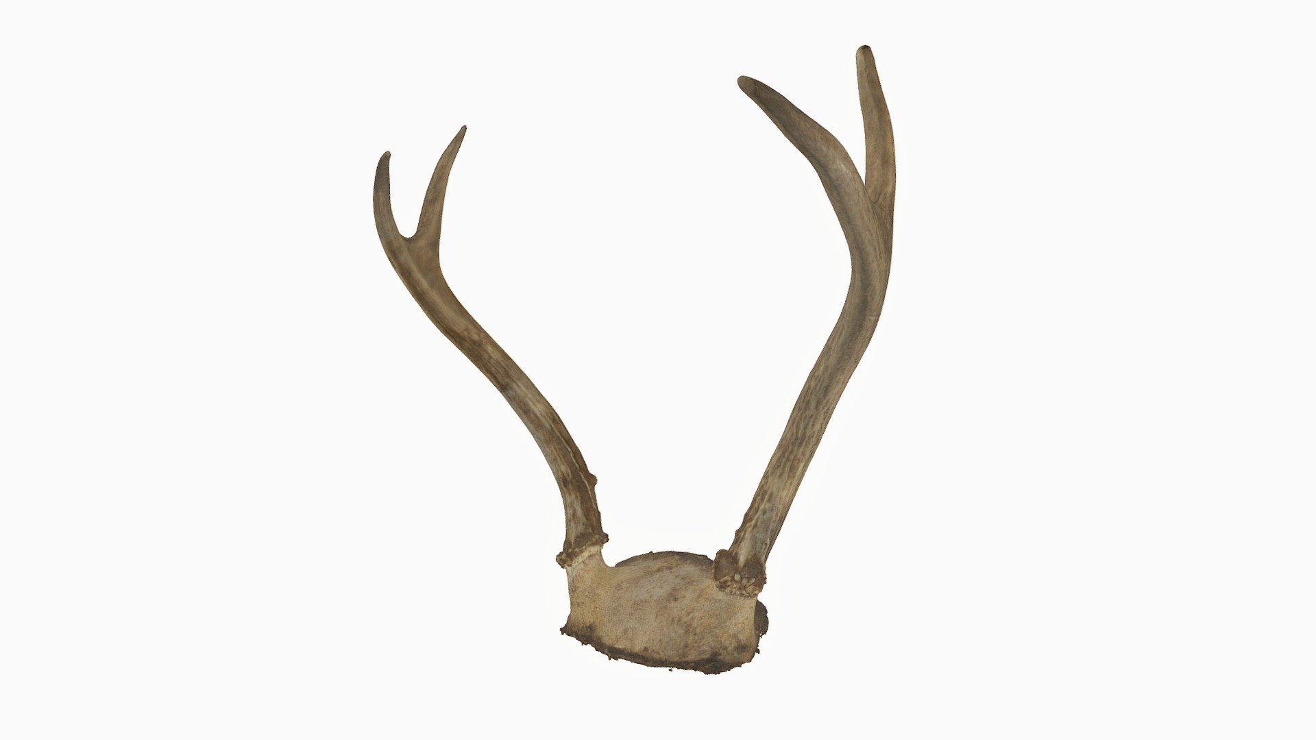 Antlers