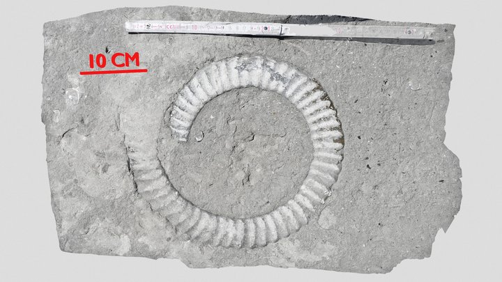 Ammonite Dorset 3D Model