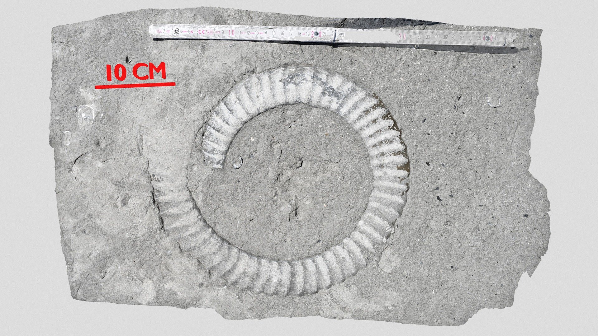 Ammonite Dorset