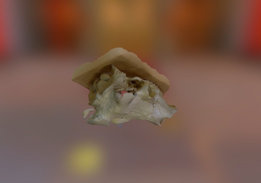 Skull