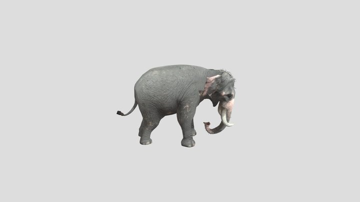 Asian elephant – Modello 3D gratuito STL