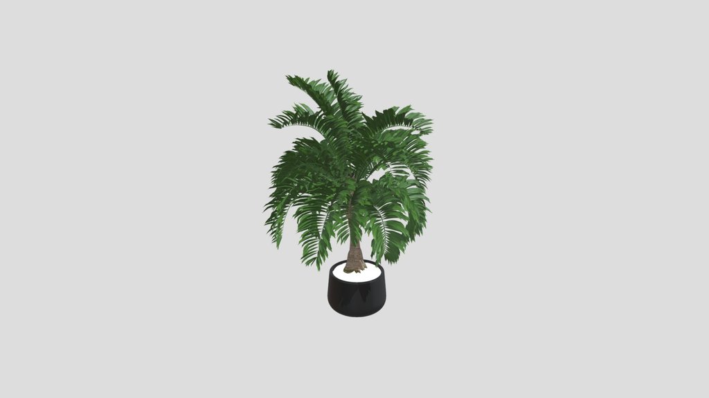 Potted Areca Palm