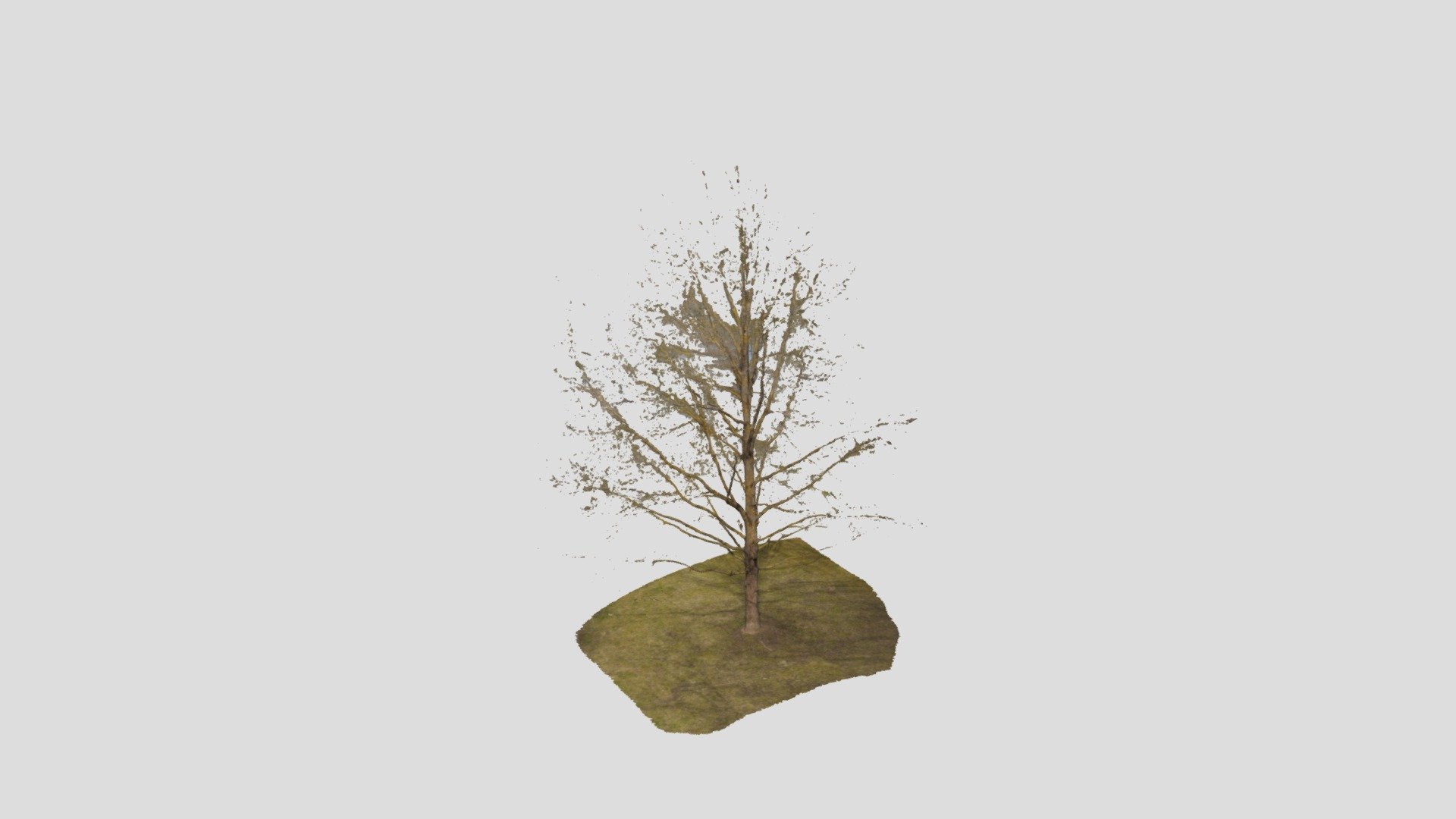 Tree 10 5 B2