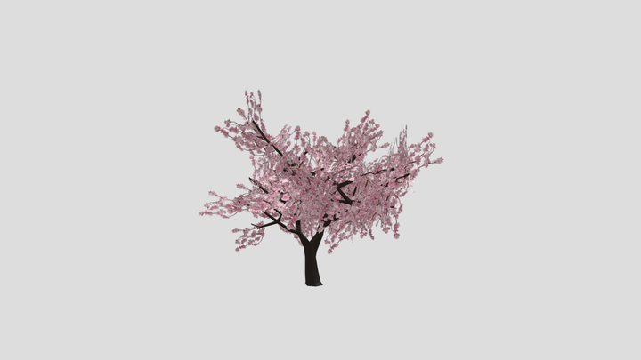 blossom tree (2) 3D Model