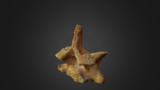 Kraljezak spiljske hijene (sk. Jurica Korade) 3D Model