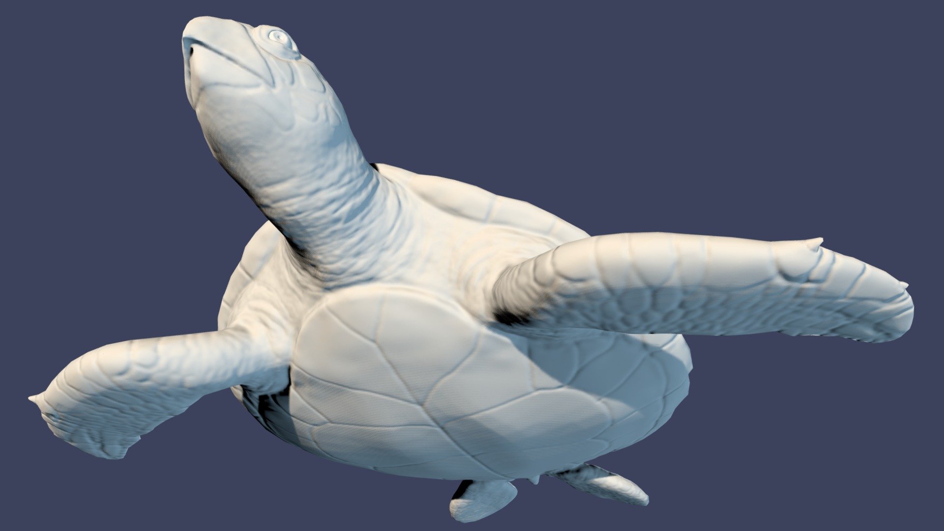 Hawksbill Turtle Low Poly
