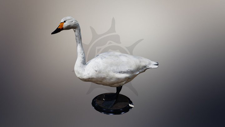 Малый лебедь | Small swan 3D Model