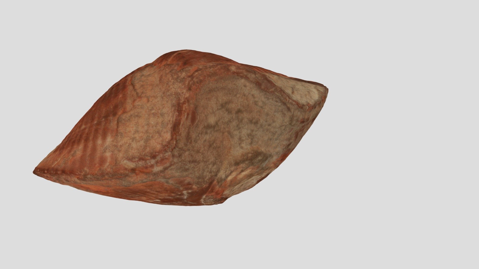 Mediospirifer audaculus