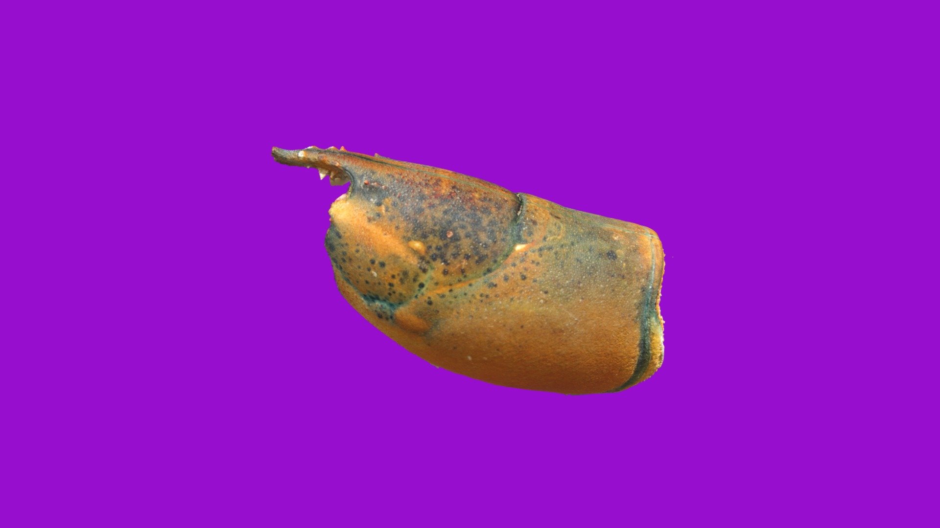 Am Lobster Spring 2019 St369 01, ESD level 1