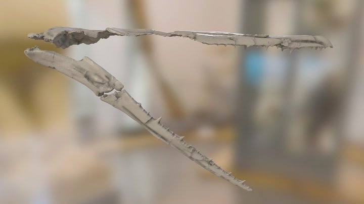 ChM PV4768 - Pelagornis sandersi skull – Kostenloses 3D-Modell STL