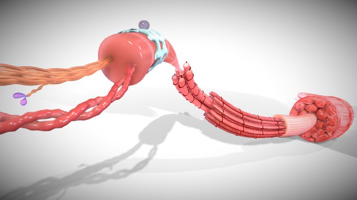 Skeletal muscle structure (actin & myosin) 3D Model