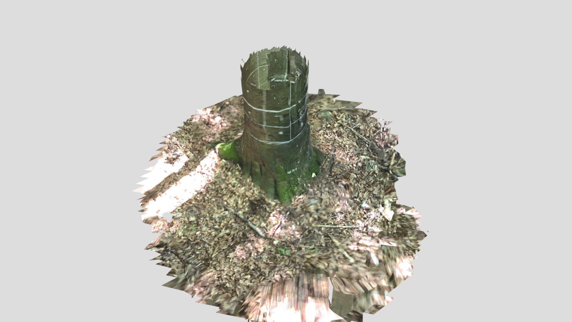 Beach tree