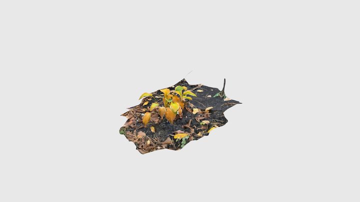 Hosta in Autumn 3D Model