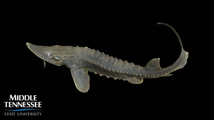 Lake Sturgeon - Acipenser fulvascens 3D Model