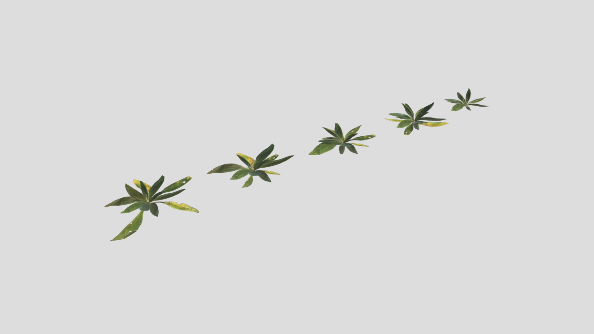 3D model Narrow Leaf Plantain Pack - This is a 3D model of the Narrow Leaf Plantain Pack. The 3D model is about background pattern.