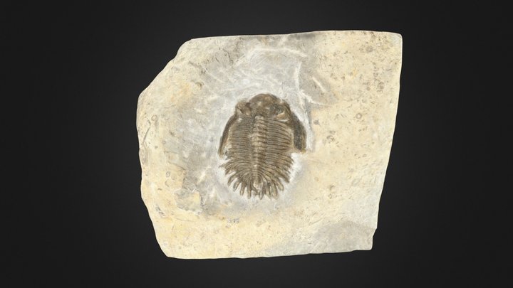 Trilobite: Bellacartwrightia jennyae (PRI 83730) – Free 3D Model STL